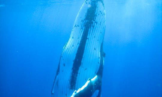Humpback Whale Swim from Nuku'alofa, Tongatapu, Tonga