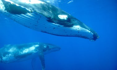 Humpback Whale Swim from Nuku'alofa, Tongatapu, Tonga