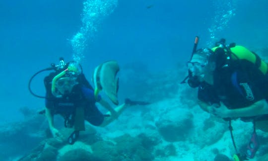 Diving Trips and Courses in Tanzania