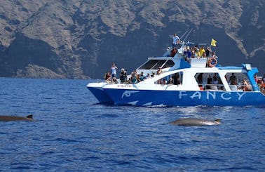 Whale Watching Tour in Tarajal