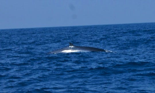 Whale Watching Tour in Sri Lanka