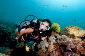 Diving Trips in Malay