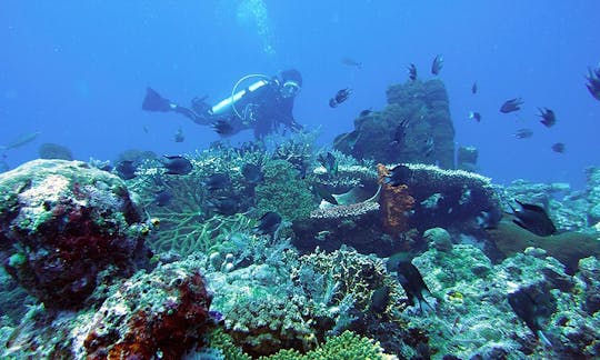 Diving Trips and Courses in Indonesia