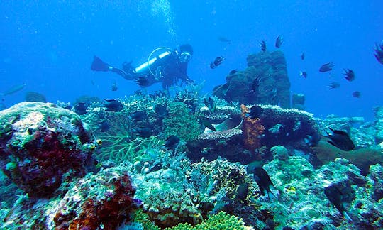 Diving Trips and Courses in Indonesia