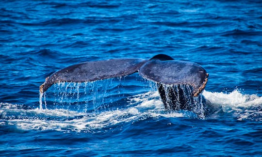 Whale Watching & Breakfast Cruise (DEC 15TH - APRIL 15TH)