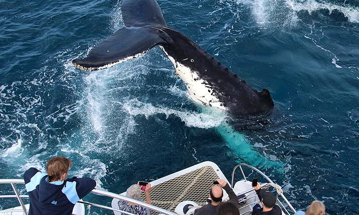 Australia S Gold Coast Whale Watching Tour On Spirit Of Migloo