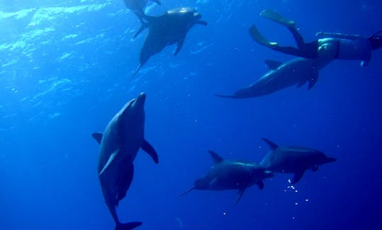 Tour con delfines en Ogasawara-mura