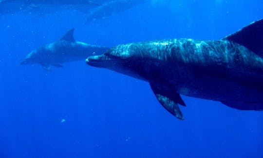 Tour con delfines en Ogasawara-mura