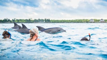 Dolphin Tour at Mnemba Island on Mnemba Island in Zanzibar