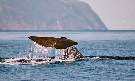 Dolphin and Whale Watching Tour In Açores Island