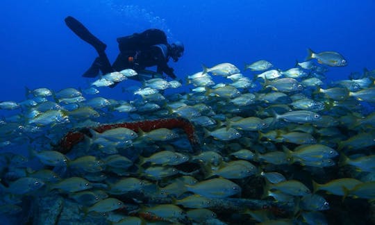 テネリフェ島アバデスのダイビングコースをお楽しみください