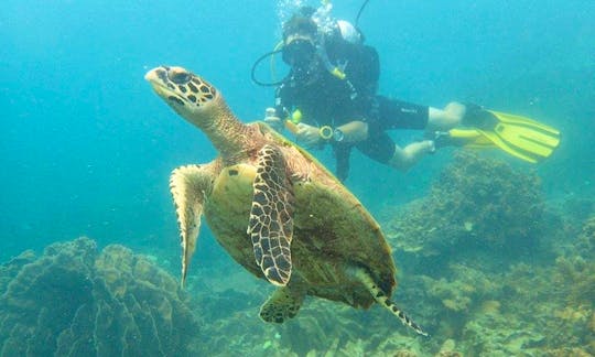 PADI Discover Scuba Diving and advanced diving courses in Koh Tao, Thailand