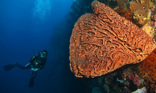 Enjoy Diving Trips and Courses in Jakarta, Indonesia