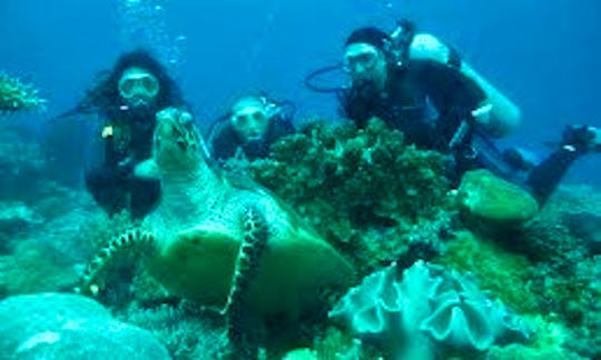 Enjoy Diving Courses at Ambon Island, Indonesia