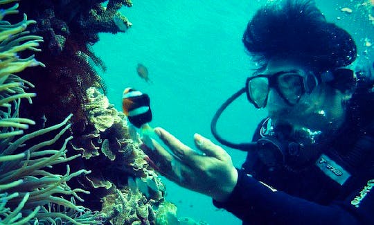 Enjoy Diving Trips in Wakatobi, Indonesia