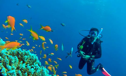 Scuba Diving Experience and PADI Scuba Dive Courses in South Sinai Governorate, Egypt