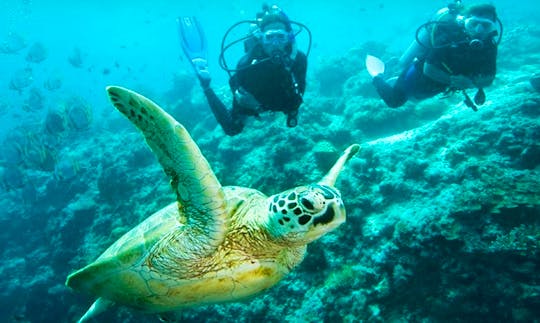 Enjoy Diving Trips & Courses in Pulau Perhentian, Malaysia