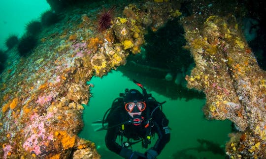 Enjoy Diving Courses on Campbell River, British Columbia