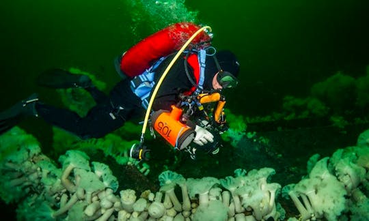 Enjoy Diving Courses on Campbell River, British Columbia