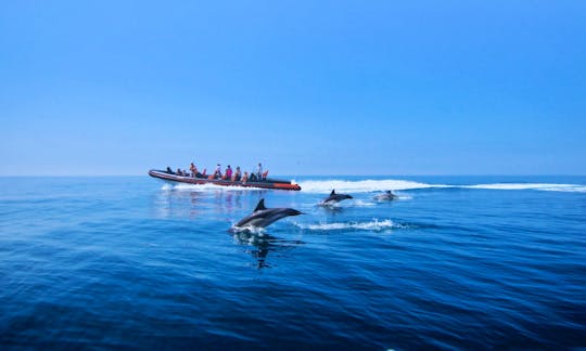 Dolphins Vilamoura
