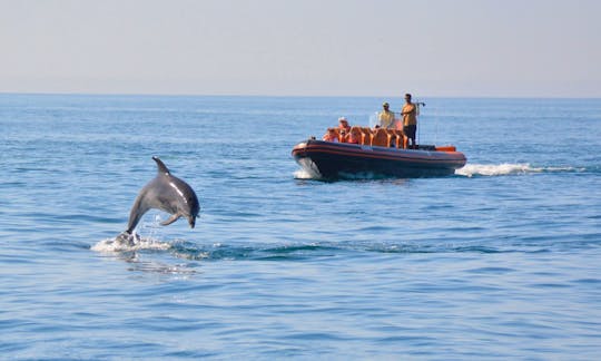 Dolphin Safari Vilamoura