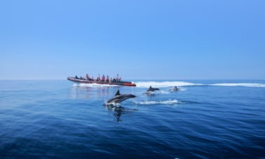 Dolphin Watching and Caves Tour Cruises in Quarteira