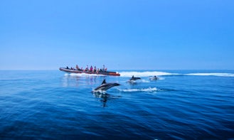 Dolphin Watching and Caves Tour Cruises in Quarteira