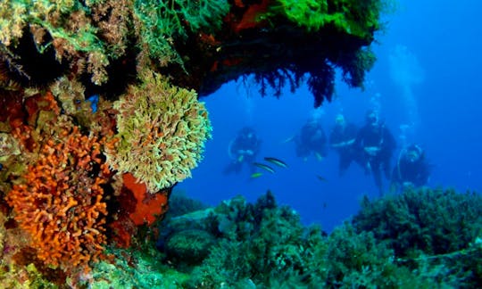 Reef Diviong
