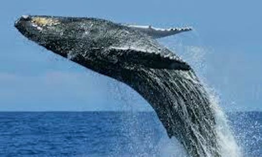 Enjoy Whale Watching Tours in Weligama, Sri Lanka