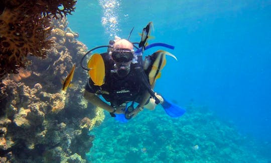 Diving Trips and Courses in Red Sea Governorate Egypt