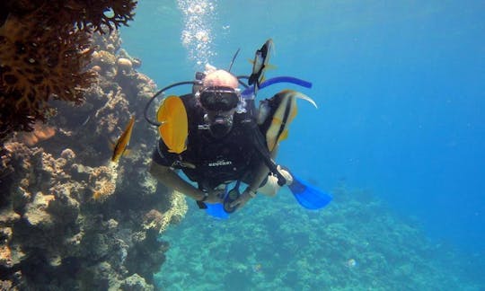 Diving Trips and Courses in Red Sea Governorate Egypt