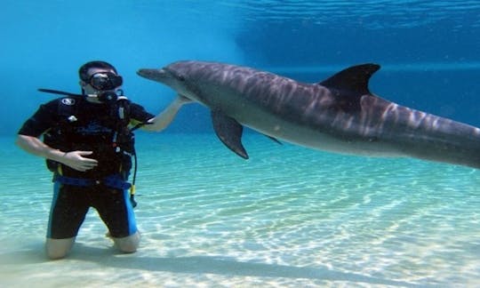 Excursões de mergulho e cursos de mergulho para iniciantes na província do Mar Vermelho, Egito