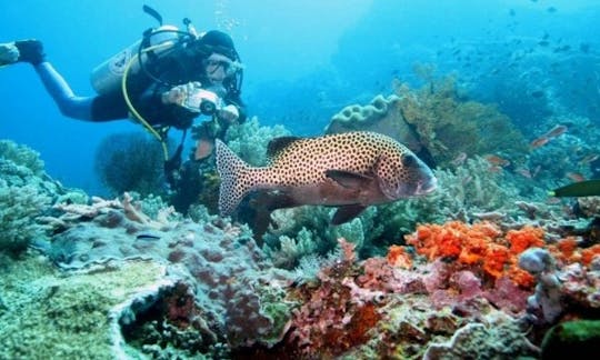 Enjoy Diving Trips and Courses at Nusa Dua in Denpasar, Bali