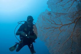 Enjoy Diving Trips & Courses in Addu City, Maldives