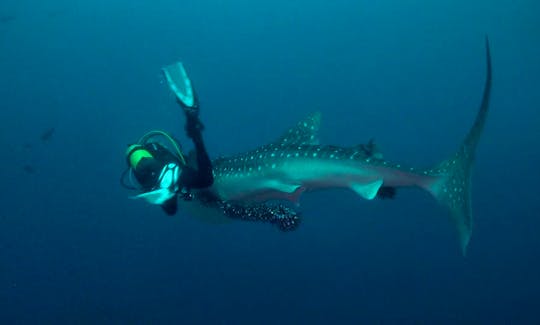 Enjoy Diving Trips & Courses in Addu City, Maldives