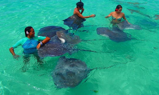 Lagoon Wildlife Adventure & Lunch on Private Islet