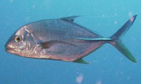 Profitez de voyages et de cours de plongée à Tamarin, à l'île Maurice