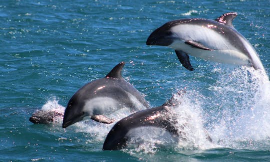 Tour con delfines en Queilén, Chile