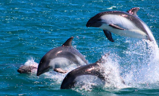 Dolphin Tour in Queilén, Chile