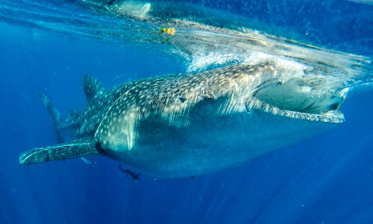 Swimming with Whale Sharks in Isla Mujeres, Quintana Roo