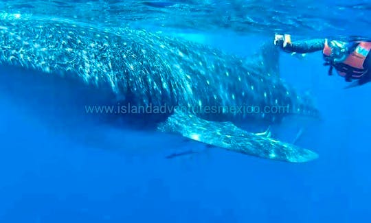 Swimming with Whale Sharks in Isla Mujeres, Quintana Roo