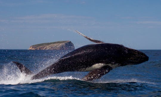 タスマン半島のイーグルホーク・ネック発、風光明媚な野生動物＆アザラシ・シュノーケル・ツアー