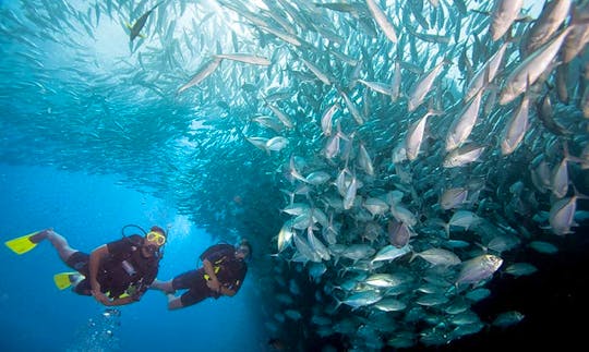 Enjoy Diving Courses and Trips in Bali, Indonesia