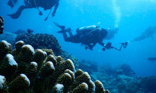 Want to become a certified diver? Book a Scuba Diving Course in Jakarta, Indonesia
