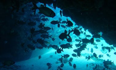 Enjoy Diving Trips & Courses in Inhambane, Mozambique