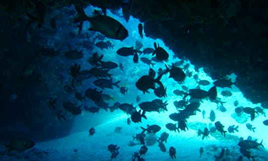 Enjoy Diving Trips & Courses in Inhambane, Mozambique