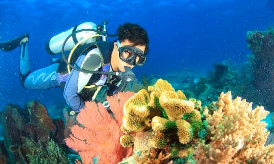 Enjoy Diving Trips in Gerokgak, Bali