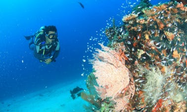 Enjoy Diving Trips in Gerokgak, Bali