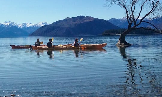 Get up close to "That Wanaka Tree"