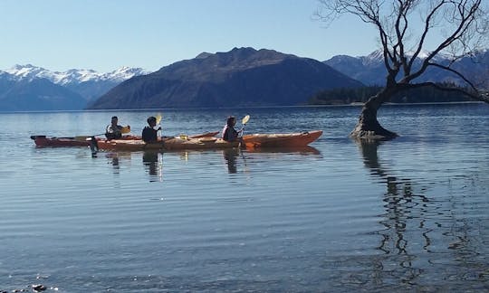 Get up close to "That Wanaka Tree"